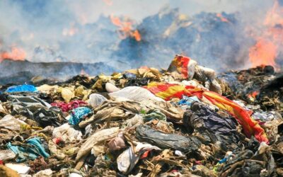 I Reati Ambientali nel D.Lgs 231/01